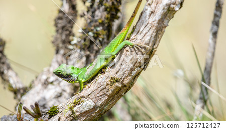 Black-lipped green lizard spotted at Horton Plains Sri Lanka 125712427