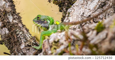 Black-lipped green lizard spotted at Horton Plains Sri Lanka 125712430