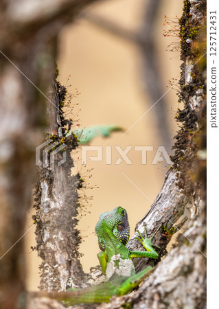 Black-lipped green lizard spotted at Horton Plains Sri Lanka 125712431