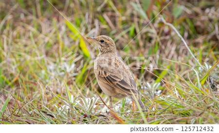Paddy Field Pipit (Anthus rufulus) bird standing on grass in Horton Plains National Park, Sri Lanka 125712432