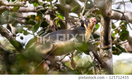Grizzled giant squirrel (Ratufa macroura macroura) on tree at Horton Plains National Park. 125712435