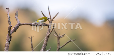 Sri Lanka white-eye perch on a leafless branch at Horton Plains National Park. Beautiful soft background. 125712439