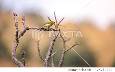 Sri Lanka white-eye perch on a leafless branch at Horton Plains National Park. 125712440