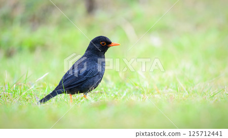 Indian Blackbird (Turdus simillimus kinnisii) foraging on the grassland at Horton Plains National Park 125712441