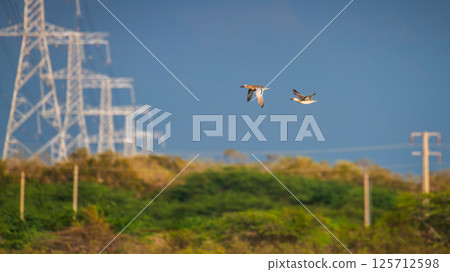 Pair of Garganey ducks in mid-flight against a row of tall high voltage transmission towers and a clear blue sky at Mannar, Sri Lanka. Nature and human-made structures photograph Pair of Garganey ducks in mid-flight against a row of tall high voltage transmission towers and a clear blue sky at Mannar, Sri Lanka. Nature and human-made structures photograph 125712598