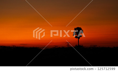 Silhouette of a lone Palmyrah tree against the reddish orange dawn sky. Silhouette of a lone Palmyrah tree against the reddish orange dawn sky. 125712599