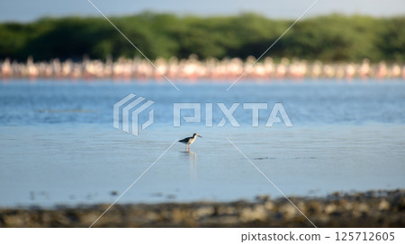 Common redshank (Tringa totanus) hunting on shallow water lagoons at Mannar, Sri Lanka. 125712605