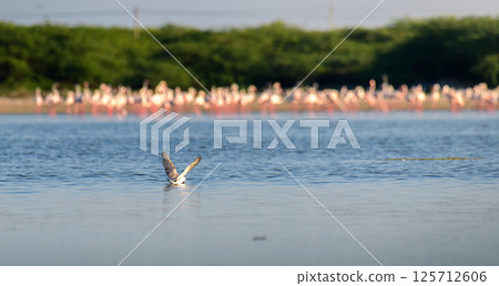 A lone tern bird hunting or landing onto the shallow waters of lagoons at Mannar, Sri Lanka. A large flock of flamingos in the background A lone tern bird hunting or landing onto the shallow waters of lagoons at Mannar, Sri Lanka. A large flock of flamingos in the background 125712606