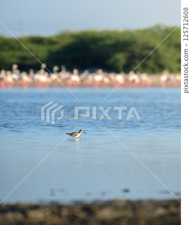 Common redshank (Tringa totanus) hunting on shallow water lagoons at Mannar, Sri Lanka. Common redshank (Tringa totanus) hunting on shallow water lagoons at Mannar, Sri Lanka. 125712608