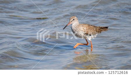 Common Redshank (Tringa totanus), wade in muddy shallow water lagoons to forage in Mannar, Sri Lanka Common Redshank (Tringa totanus), wade in muddy shallow water lagoons to forage in Mannar, Sri Lanka 125712616