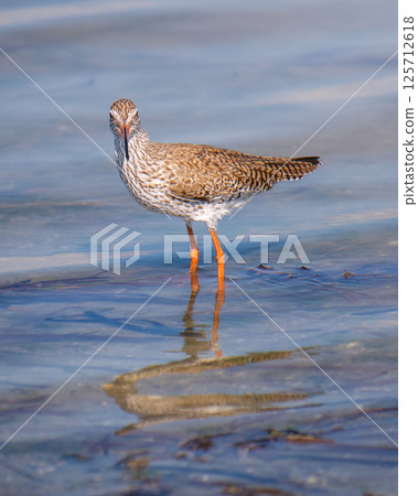 Common Redshank (Tringa totanus), wade in muddy shallow water lagoons to forage in Mannar, Sri Lanka Common Redshank (Tringa totanus), wade in muddy shallow water lagoons to forage in Mannar, Sri Lanka 125712618
