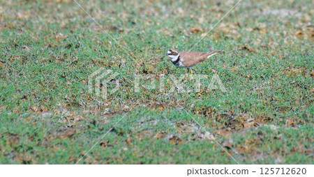 Little Ringed Plover (Charadrius dubius) bird foraging in grass banks at Mannar, Sri Lanka. 125712620