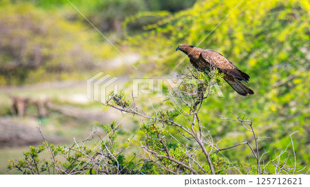 Crested honey buzzard perched on a branch in a lush, green environment, hooked beak and yellow eyes. Honey buzzard on focused and alert. 125712621