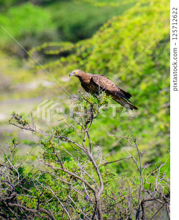 Crested honey buzzard perched on a branch in a lush, green environment, hooked beak and yellow eyes. Honey buzzard on focused and alert. Crested honey buzzard perched on a branch in a lush, green environment, hooked beak and yellow eyes. Honey buzzard on focused and alert. 125712622