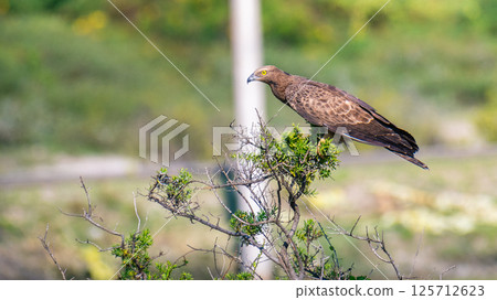 Crested honey buzzard perched on a branch in a lush, green environment, hooked beak and yellow eyes. Honey buzzard on focused and alert. 125712623