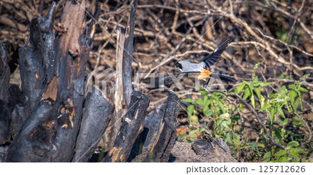 Long-tailed shrike (Lanius schach) bird taking off from the ground. Long-tailed shrike (Lanius schach) bird taking off from the ground. 125712626