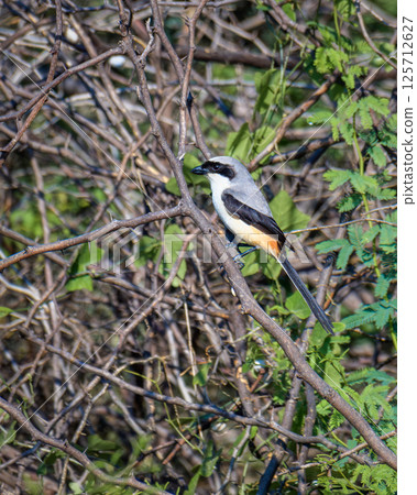 Long-tailed shrike (Lanius schach) bird perch. 125712627