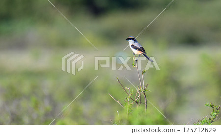 Long-tailed shrike (Lanius schach) bird perch, spotted in Mannar, Sri Lanka 125712629