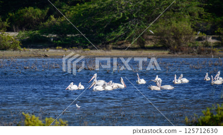 Flock of pelicans swimming on the lagoon water at Mannar, Sri Lanka. 125712630