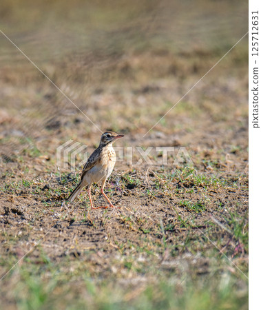 Paddyfield pipit (Anthus rufulus) bird on the ground. Photographed at Mannar, Sri Lanka. Paddyfield pipit (Anthus rufulus) bird on the ground. Photographed at Mannar, Sri Lanka. 125712631