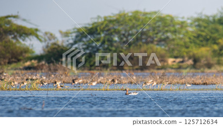 Lone Garganey duck calmly floating in the lagoon waters at Mannar, Sri Lanka. 125712634