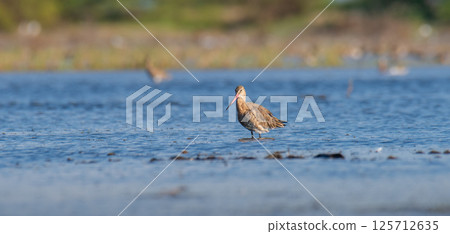 Black-tailed godwit (limosa limosa) hunting alone in shallow waters of the lagoon at Mnnar, Sri Lanka. Black-tailed godwit (limosa limosa) hunting alone in shallow waters of the lagoon at Mnnar, Sri Lanka. 125712635