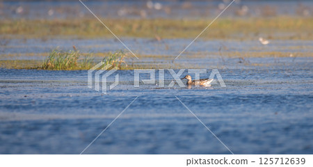 Lone Garganey duck calmly floating in the lagoon waters at Mannar, Sri Lanka. 125712639