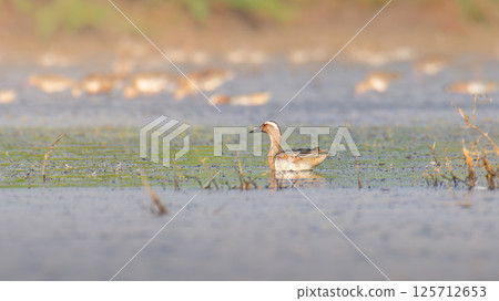 Lone Garganey duck calmly floating in the lagoon waters at Mannar, Sri Lanka. 125712653