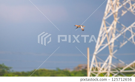 Lone Garganey (Spatula querquedula) duck in flight above the tree line against a huge electricity pylon and a clear blue sky at Mannar, Sri Lanka. 125712656