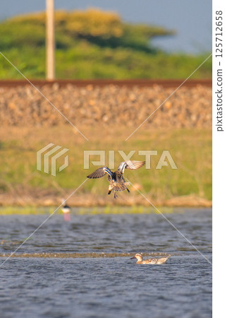Garganey (Spatula querquedula) duck landing into the lagoon water, photographed from behind 125712658