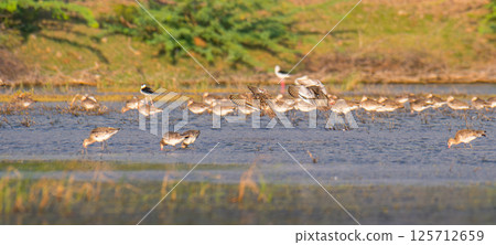 A large flock of aquatic wading birds in a wetland area, searching for food in the shallow water lagoon at Mannar, Sri Lanka 125712659