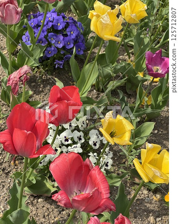 I took a photo of colorful tulips blooming in a flower bed. I took a photo of colorful tulips blooming in a flower bed. 125712807
