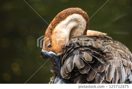 Chinese goose preening feathers with its neck bent in a curve against a natural soft blurred background. photographed at Dehiwala Zoo, Sri Lanka Chinese goose preening feathers with its neck bent in a curve against a natural soft blurred background. photographed at Dehiwala Zoo, Sri Lanka 125712875