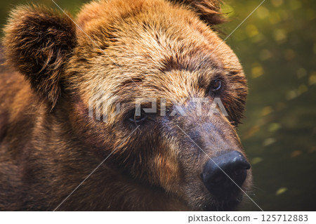 Brown Bear face close up, fur wet and matted, with a sad expression at Dehiwala Zoo, Sri Lanka Brown Bear face close up, fur wet and matted, with a sad expression at Dehiwala Zoo, Sri Lanka 125712883