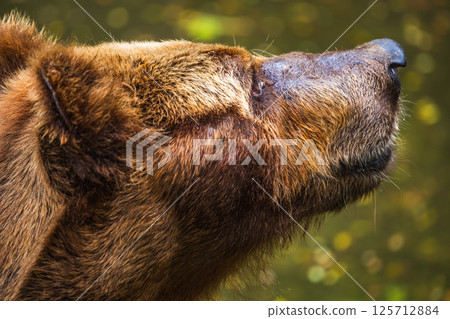 Brown Bear face close up, fur wet and matted, with a sad expression, gazing upward at Dehiwala Zoo, Sri Lanka 125712884