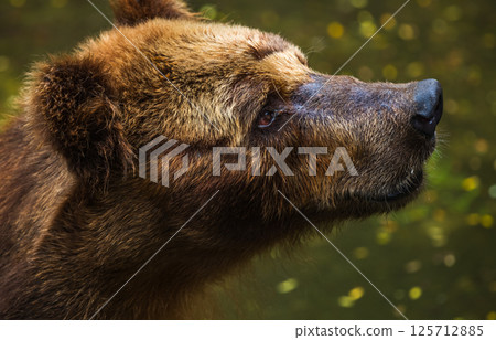 Brown Bear face close up, fur wet and matted, with a sad expression, gazing upward at Dehiwala Zoo, Sri Lanka Brown Bear face close up, fur wet and matted, with a sad expression, gazing upward at Dehiwala Zoo, Sri Lanka 125712885