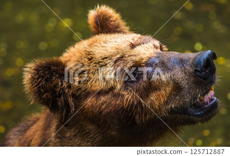 Brown Bear face close up, fur wet and matted, with a sad expression, gazing upward at Dehiwala Zoo, Sri Lanka 125712887