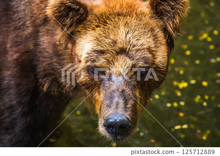 Brown Bear face close up, fur wet and matted at Dehiwala Zoo, Sri Lanka Brown Bear face close up, fur wet and matted at Dehiwala Zoo, Sri Lanka 125712889