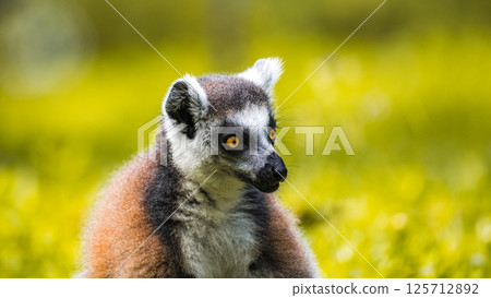 Ring-tailed Lemur close-up portrait. striking yellow eyes, dark facial features, and soft fur, against a blurred, lush green background 125712892