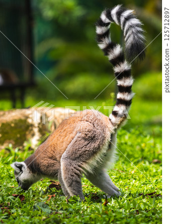 Ring-tailed lemur as it forages on the ground in a lush green grass environment at Dehiwala Zoo, Sri Lanka. Ring-tailed lemur as it forages on the ground in a lush green grass environment at Dehiwala Zoo, Sri Lanka. 125712897