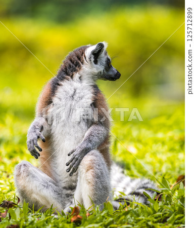 Ring-tailed lemur sitting on lush green grass portrait photograph. black and white ringed tail, striking golden eyes, and soft fur mammal at Dehiwala Zoo, Sri Lanka 125712899