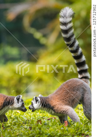 Two ring-tailed lemurs face off in an intense, playful stance on lush green grass, tails upright with distinctive black and white stripes, against soft blurred natural background Two ring-tailed lemurs face off in an intense, playful stance on lush green grass, tails upright with distinctive black and white stripes, against soft blurred natural background 125712902