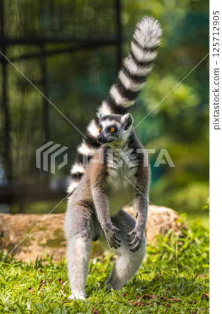 Tailed up Ring-tailed Lemur standing on two feet foraging on the ground close-up. 125712905