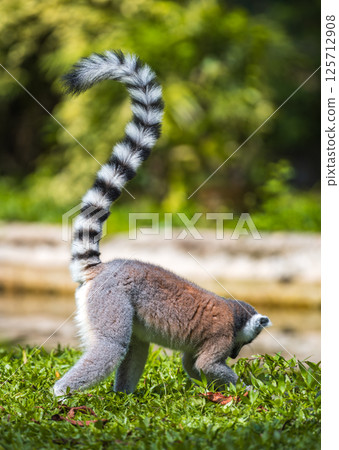 Ring-tailed Lemur with its tailed-up foraging on the ground side view. Ring-tailed Lemur with its tailed-up foraging on the ground side view. 125712908