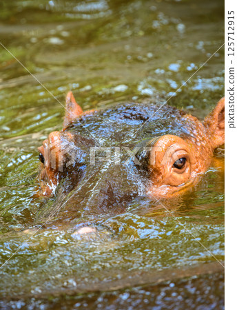 Submerged Hippopotamus peeking above water surface, eyes, ears, and part of its head visible above the murky water. Submerged Hippopotamus peeking above water surface, eyes, ears, and part of its head visible above the murky water. 125712915