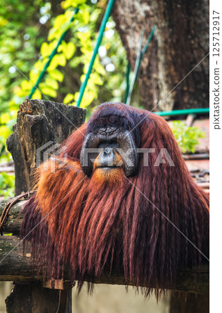 Majestic Orangutan's sad facial expression, striking large face flangs and long reddish fur, head resting on its hand in Dehiwala Zoo, Sri Lanka. Lush green foliage background. Majestic Orangutan's sad facial expression, striking large face flangs and long reddish fur, head resting on its hand in Dehiwala Zoo, Sri Lanka. Lush green foliage background. 125712917