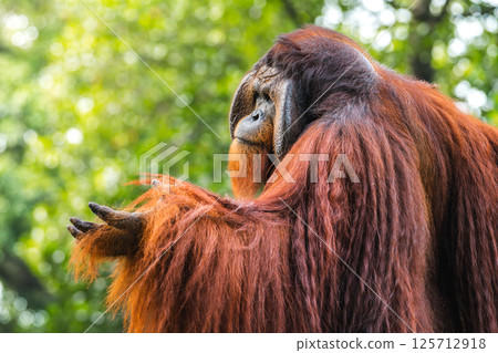 Majestic Orangutan with striking large face flangs and long reddish fur raised its hand like asking for food in Dehiwala Zoo, Sri Lanka. Lush green foliage background. Majestic Orangutan with striking large face flangs and long reddish fur raised its hand like asking for food in Dehiwala Zoo, Sri Lanka. Lush green foliage background. 125712918