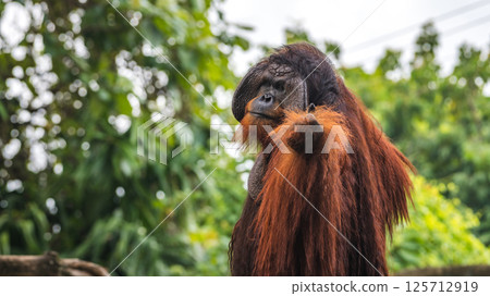Majestic Orangutan with striking large face flangs and long reddish fur raised its hand at the camera in Dehiwala Zoo, Sri Lanka. Lush green foliage background. 125712919