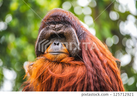 Majestic orangutan close-up portrait photo with striking facial features with face flangs and long reddish fur, lush green foliage background. Majestic orangutan close-up portrait photo with striking facial features with face flangs and long reddish fur, lush green foliage background. 125712921