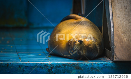 Majestic Sea Lion resting on the tiled floor near the pool at the Dehiwala Zoo, Sri Lanka 125712926